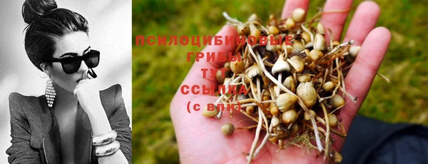 прущие грибы Алзамай